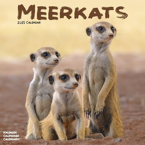 Meerkats – Erdmännchen 2025 – 16-Monatskalender: Original Avonside-Kalender [Mehrsprachig] [Kalender] (Wall-Kalender)
