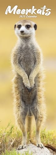 Meerkats – Erdmännchen 2025: Original Avonside-Kalender – Slimline [Mehrsprachig] [Kalender] (Slimline-Kalender)