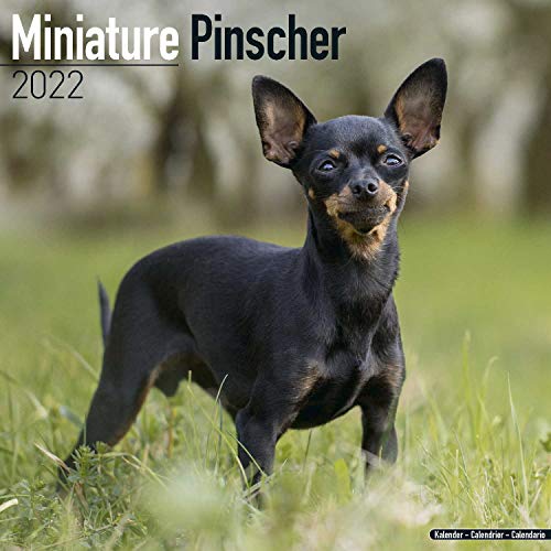 Miniature Pinscher - Zwergpinscher 2022 - 16-Monatskalender: Original Avonside-Kalender [Mehrsprachig] [Kalender] (Wall-Kalender)