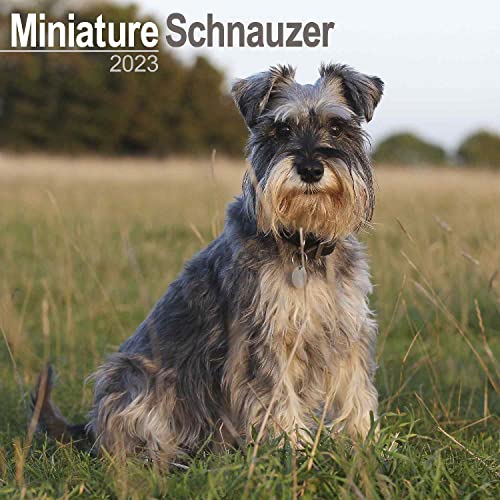 Miniature Schnauzer – Zwergschnauzer 2023 - 16-Monatskalender: Original Avonside-Kalender [Mehrsprachig] [Kalender] (Wall-Kalender)