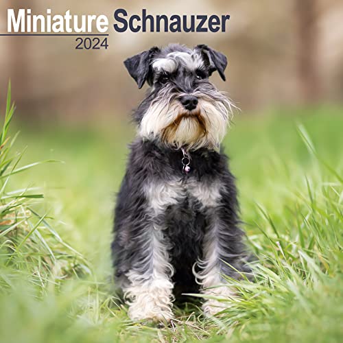 Miniature Schnauzer – Zwergschnauzer 2024 - 16-Monatskalender: Original Avonside-Kalender [Mehrsprachig] [Kalender] (Wall-Kalender) von Avonside Publishing Ltd