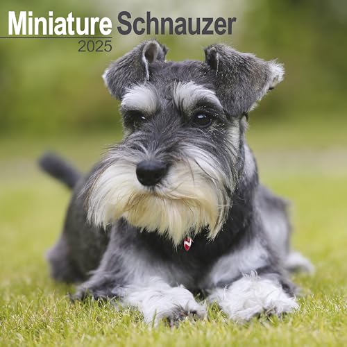 Miniature Schnauzer – Zwergschnauzer 2025 - 16-Monatskalender: Original Avonside-Kalender [Mehrsprachig] [Kalender] (Wall-Kalender)