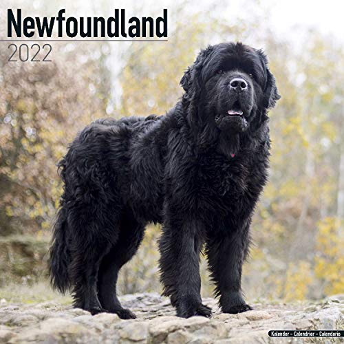 Newfoundland - Neufundländer 2022 - 16-Monatskalender: Original Avonside-Kalender [Mehrsprachig] [Kalender] (Wall-Kalender)