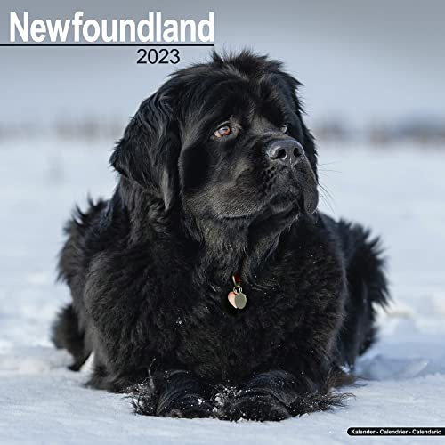 Newfoundland - Neufundländer 2023 - 16-Monatskalender: Original Avonside-Kalender [Mehrsprachig] [Kalender] (Wall-Kalender) von AVONSIDE
