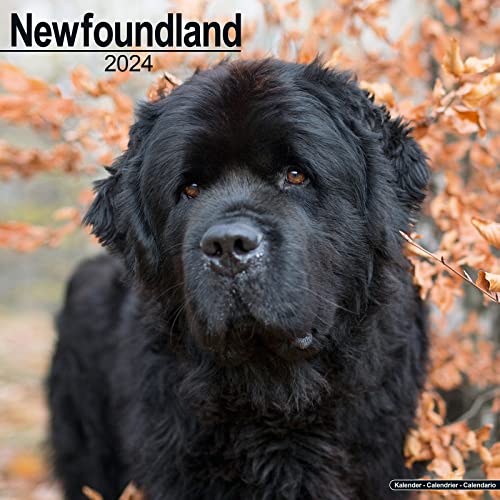 Newfoundland - Neufundländer 2024 - 16-Monatskalender: Original Avonside-Kalender [Mehrsprachig] [Kalender] (Wall-Kalender)