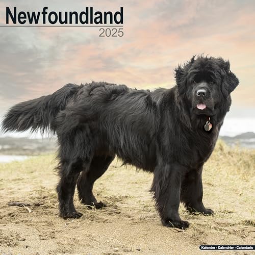 Newfoundland - Neufundländer 2025 - 16-Monatskalender: Original Avonside-Kalender [Mehrsprachig] [Kalender] (Wall-Kalender)