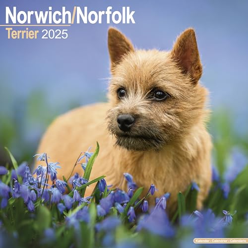 Norfolk Terrier 2025 – 16-Monatskalender – Original Avonside-Kalender [Mehrsprachig] [Kalender] (Wall-Kalender)