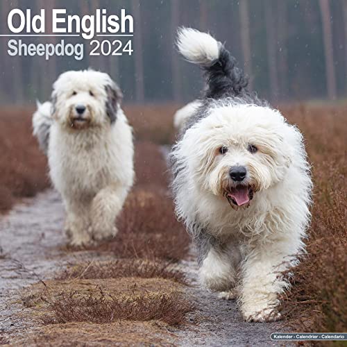 Old English Sheepdog - Bobtails 2024 - 16-Monatskalender: Original Avonside-Kalender [Mehrsprachig] [Kalender] (Wall-Kalender) von Avonside Publishing Ltd