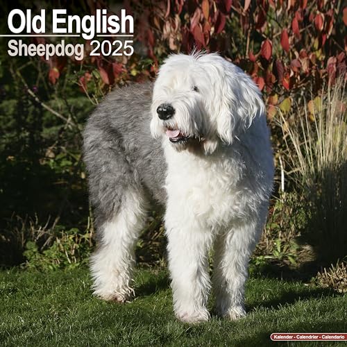 Old English Sheepdog - Bobtails 2025 - 16-Monatskalender: Original Avonside-Kalender [Mehrsprachig] [Kalender] (Wall-Kalender) von AVONSIDE