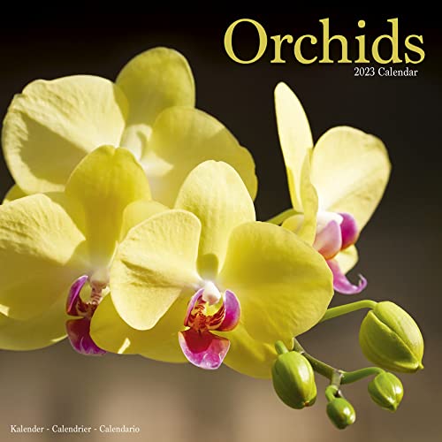 Orchids - Orchideen 2023 – 16-Monatskalender: Original Avonside-Kalender [Mehrsprachig] [Kalender] (Wall-Kalender)
