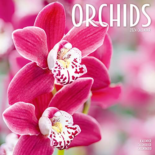 Orchids - Orchideen 2024 – 16-Monatskalender: Original Avonside-Kalender [Mehrsprachig] [Kalender] (Wall-Kalender) von Avonside Publishing Ltd
