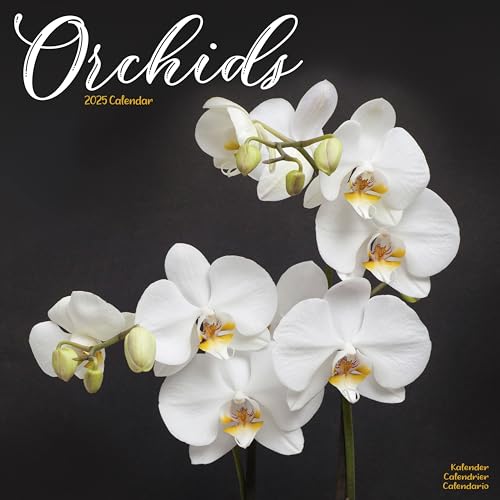 Orchids – Orchideen 2025 – 16-Monatskalender: Original Avonside-Kalender [Mehrsprachig] [Kalender] (Wall-Kalender) von AVONSIDE