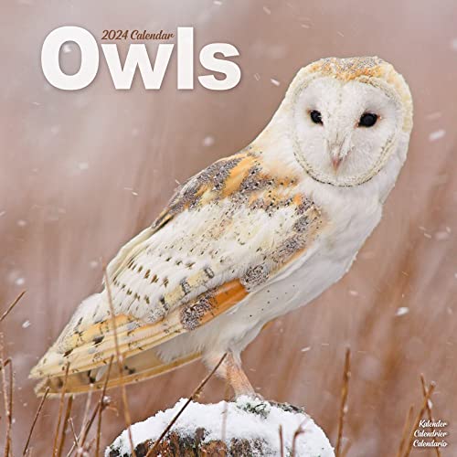 Owls - Eulen 2024 - 16-Monatskalender: Original Avonside-Kalender [Mehrsprachig] [Kalender] (Wall-Kalender)