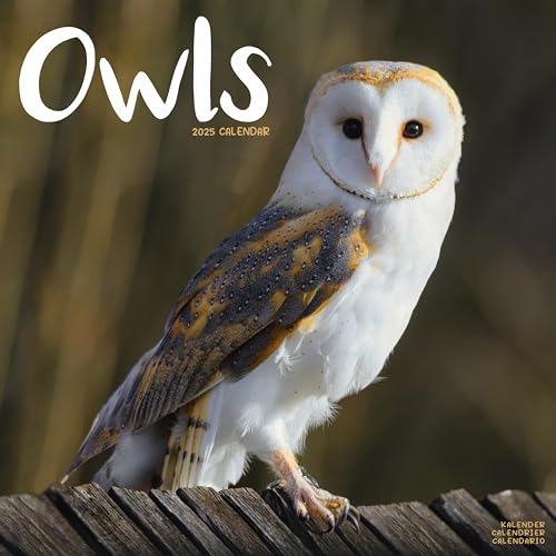 Owls – Eulen 2025 – 16-Monatskalender – Original Avonside-Kalender [Mehrsprachig] [Kalender] (Wall-Kalender)