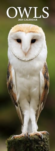 Owls – Eulen 2025: Original Avonside-Kalender – Slimline [Mehrsprachig] [Kalender] (Slimline-Kalender)