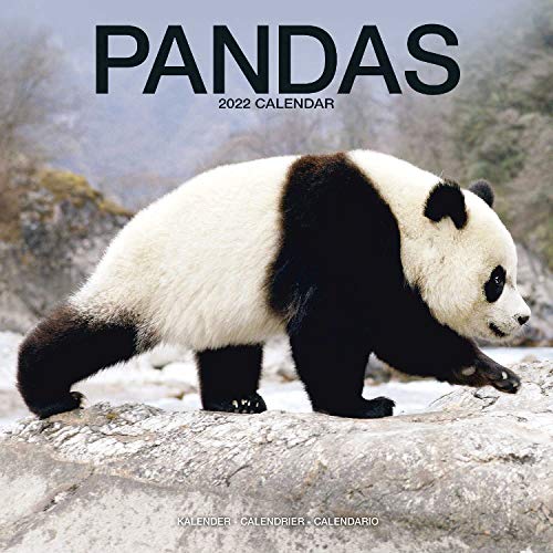 Pandas - Pandabären 2022- 16-Monatskalender: Original Avonside-Kalender [Mehrsprachig] [Kalender] (Wall-Kalender)