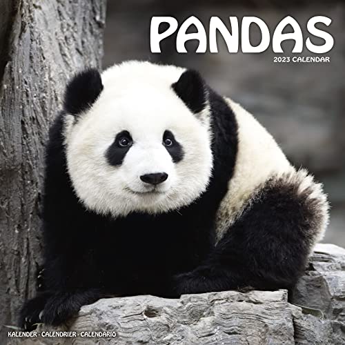 Pandas - Pandabären 2023- 16-Monatskalender: Original Avonside-Kalender [Mehrsprachig] [Kalender] (Wall-Kalender)
