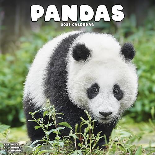 Pandas – Pandabären 2025 – 16-Monatskalender: Original Avonside-Kalender [Mehrsprachig] [Kalender] (Wall-Kalender)