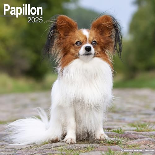 Papillon 2025 - 16-Monatskalender: Original Avonside-Kalender [Mehrsprachig] [Kalender] (Wall-Kalender)