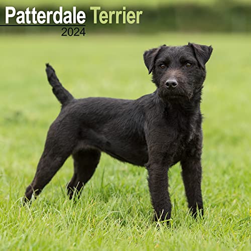 Patterdale Terrier 2024 - 16-Monatskalender: Original Avonside-Kalender [Mehrsprachig] [Kalender] (Wall-Kalender)