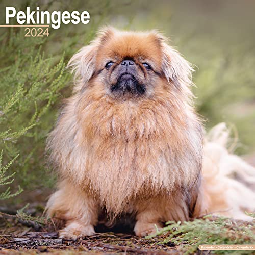 Pekingese - Pekinesen 2024 - 16-Monatskalender: Original Avonside-Kalender [Mehrsprachig] [Kalender] (Wall-Kalender) von Avonside Publishing Ltd