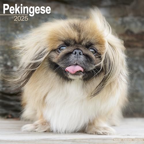 Pekingese - Pekinesen 2025 - 16-Monatskalender: Original Avonside-Kalender [Mehrsprachig] [Kalender] (Wall-Kalender)