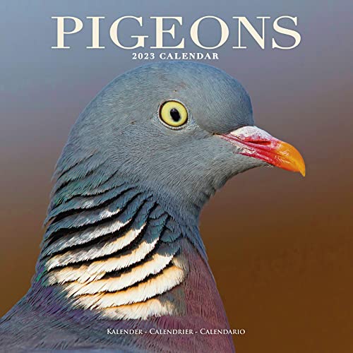 Pigeons - Tauben 2023 – 16-Monatskalender: Original Avonside-Kalender [Mehrsprachig] [Kalender] (Wall-Kalender)