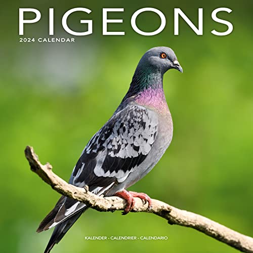 Pigeons - Tauben 2024 – 16-Monatskalender: Original Avonside-Kalender [Mehrsprachig] [Kalender] (Wall-Kalender) von AVONSIDE