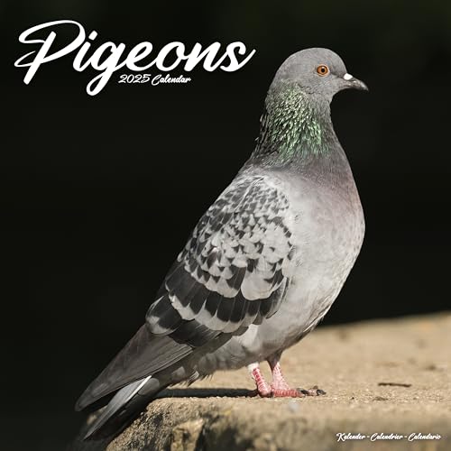 Pigeons – Tauben 2025 – 16-Monatskalender: Original Avonside-Kalender [Mehrsprachig] [Kalender] (Wall-Kalender)