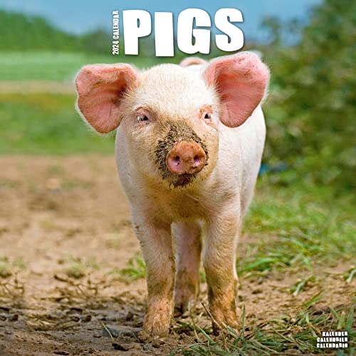 Pigs - Schweine 2024 - 16-Monatskalender: Original Avonside-Kalender [Mehrsprachig] [Kalender] (Wall-Kalender) von Avonside Publishing Ltd