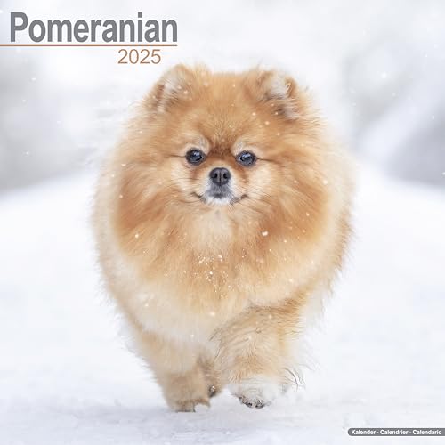 Pomeranians – Zwergspitz – Pomeranian Zwergspitz 2025 – 16-Monatskalender: Original Avonside-Kalender [Mehrsprachig] [Kalender] (Wall-Kalender)