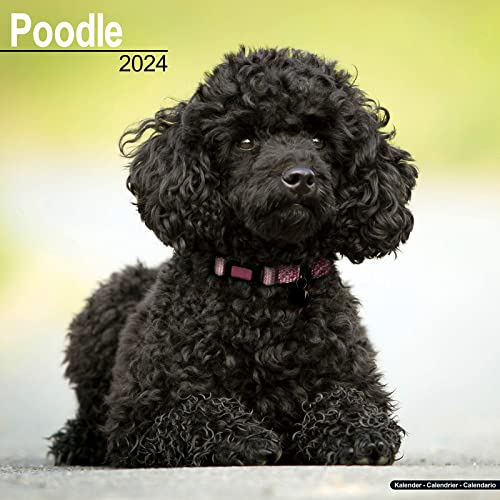 Poodle - Pudel 2024 - 16-Monatskalender: Original Avonside-Kalender [Mehrsprachig] [Kalender] (Wall-Kalender) von Avonside Publishing Ltd