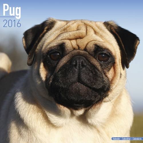 Pug Calendar 2016 (Square) von AVONSIDE