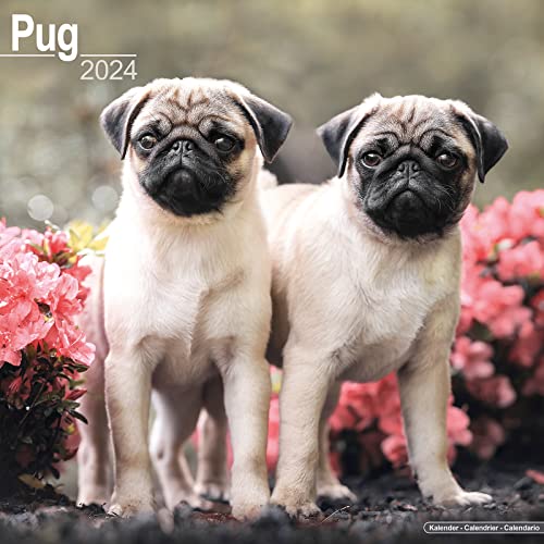 Pugs – Möpse 2024 - 16-Monatskalender: Original Avonside-Kalender [Mehrsprachig] [Kalender] (Wall-Kalender) von Avonside Publishing Ltd