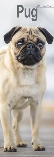Pugs – Möpse 2025: Original Avonside-Kalender – Slimline [Mehrsprachig] [Kalender] (Slimline-Kalender)