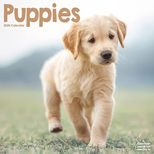 Puppies - Welpen 2024 16-Monatskalender: Original Avonside-Kalender [Mehrsprachig] [Kalender] (Wall-Kalender) von Avonside Publishing Ltd