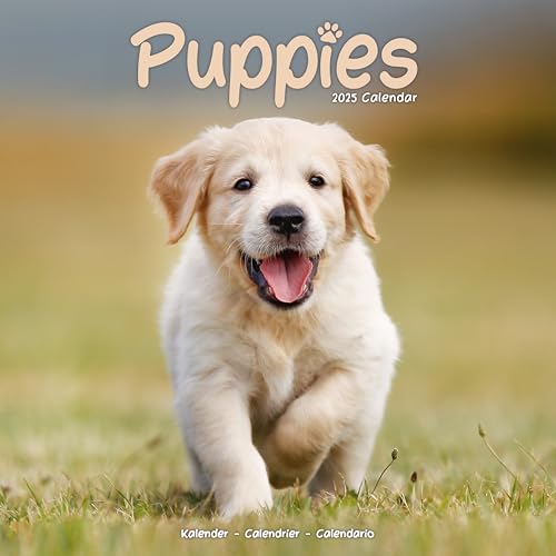 Puppies – Welpen 2025 16-Monatskalender: Original Avonside-Kalender [Mehrsprachig] [Kalender] (Wall-Kalender)