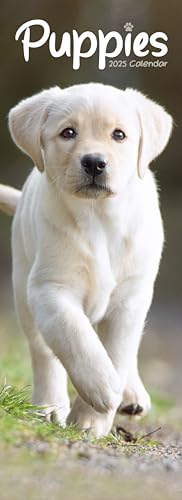 Puppies – Welpen 2025: Original Avonside-Kalender – Slimline [Mehrsprachig] [Kalender] (Slimline-Kalender)