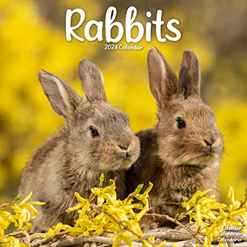 Rabbits - Kaninchen 2024 - 16-Monatskalender: Original Avonside-Kalender [Mehrsprachig] [Kalender] (Wall-Kalender)