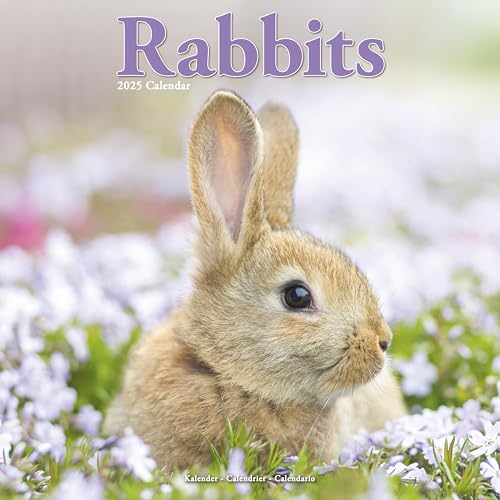 Rabbits – Kaninchen 2025 – 16-Monatskalender: Original Avonside-Kalender [Mehrsprachig] [Kalender] (Wall-Kalender)