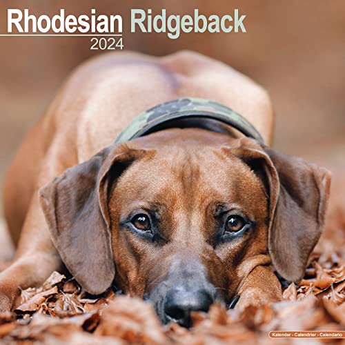 Rhodesian Ridgeback - Afrikanischer Löwenhund 2024 - 16-Monatskalender: Original Avonside-Kalender [Mehrsprachig] [Kalender] (Wall-Kalender)