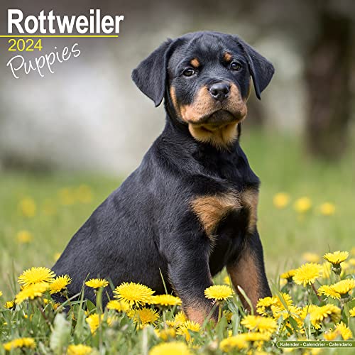 Rottweiler Puppies – Rottweiler Welpen 2024 – 16-Monatskalender: Original Avonside-Kalender [Mehrsprachig] [Kalender] (Wall-Kalender) von Avonside Publishing Ltd
