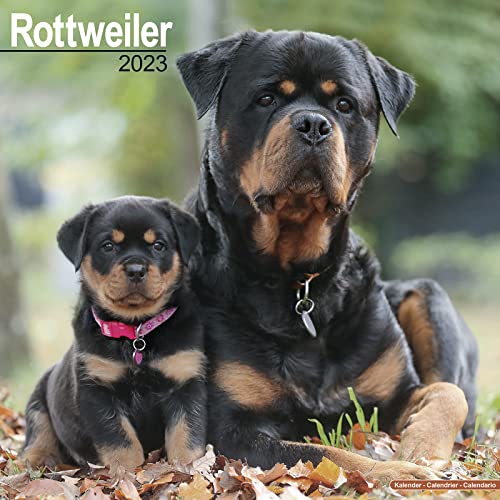 Rottweiler - Rottweiler 2023 - 16-Monatskalender: Original Avonside-Kalender [Mehrsprachig] [Kalender] (Wall-Kalender)