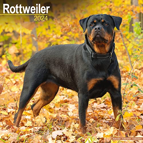 Rottweiler - Rottweiler 2024 - 16-Monatskalender: Original Avonside-Kalender [Mehrsprachig] [Kalender] (Wall-Kalender) von Avonside Publishing Ltd