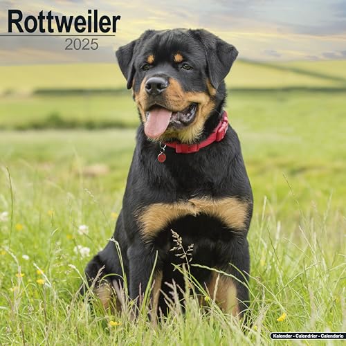 Rottweiler - Rottweiler 2025 - 16-Monatskalender: Original Avonside-Kalender [Mehrsprachig] [Kalender] (Wall-Kalender)