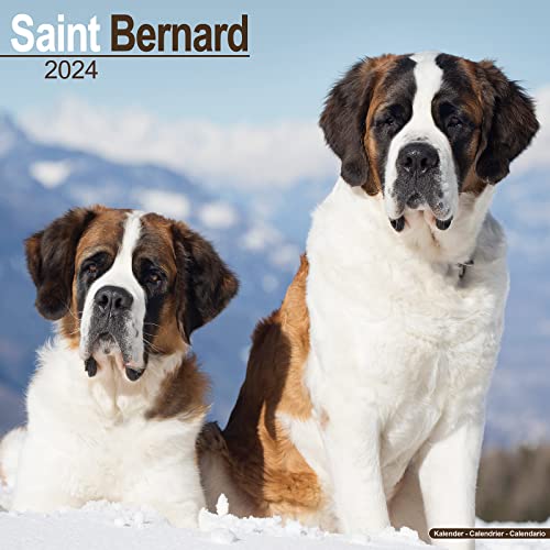 Saint Bernard - Bernhardiner 2024 - 16-Monatskalender: Original Avonside-Kalender [Mehrsprachig] [Kalender] (Wall-Kalender)