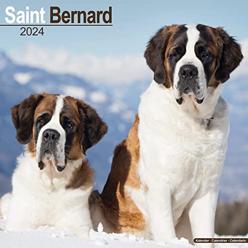 Saint Bernard - Bernhardiner 2024 - 16-Monatskalender: Original Avonside-Kalender [Mehrsprachig] [Kalender] (Wall-Kalender) von Avonside Publishing Ltd