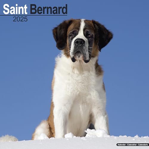Saint Bernard - Bernhardiner 2025 - 16-Monatskalender: Original Avonside-Kalender [Mehrsprachig] [Kalender] (Wall-Kalender)