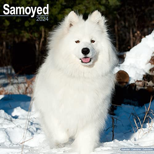 Samoyed - Samojeden 2024 - 16-Monatskalender: Original Avonside-Kalender [Mehrsprachig] [Kalender] (Wall-Kalender) von Avonside Publishing Ltd