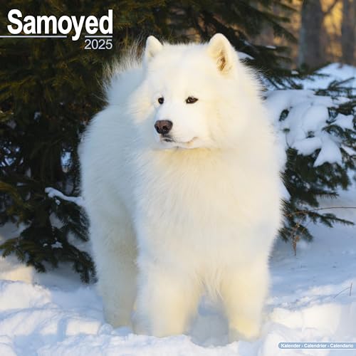 Samoyed - Samojeden 2025 - 16-Monatskalender: Original Avonside-Kalender [Mehrsprachig] [Kalender] (Wall-Kalender)